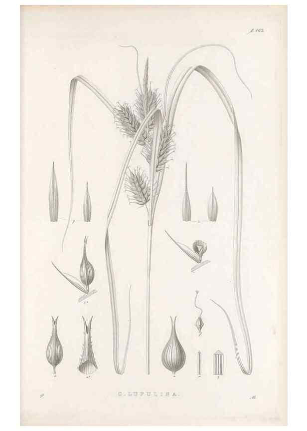 Reproducción/Reproduction 48683095807: Illustrations of the genus Carex. London :William Pamplin,1858-1867.. 