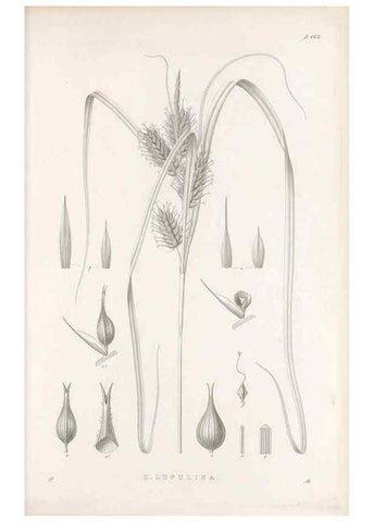 Reproducción/Reproduction 48683095807: Illustrations of the genus Carex. London :William Pamplin,1858-1867.. 