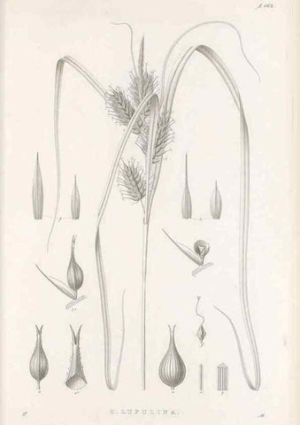 Reproducción/Reproduction 48683095807: Illustrations of the genus Carex. London :William Pamplin,1858-1867.. 