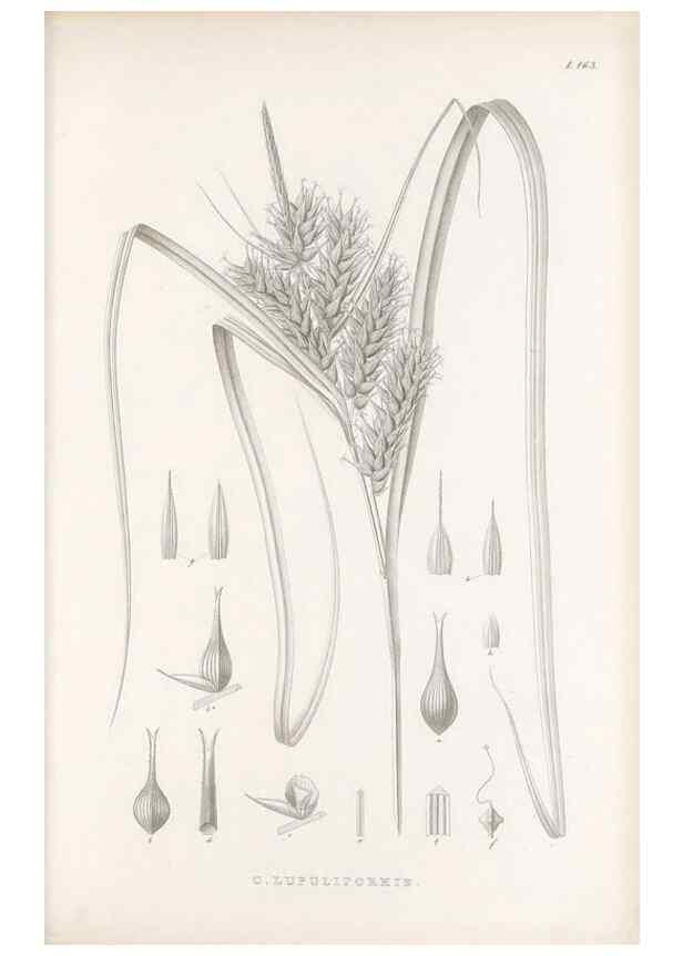 Reproducción/Reproduction 48682581603: Illustrations of the genus Carex. London :William Pamplin,1858-1867.. 