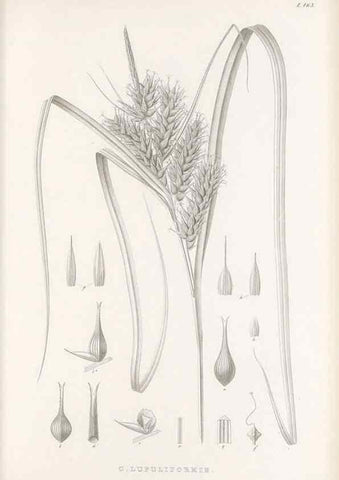 Reproducción/Reproduction 48682581603: Illustrations of the genus Carex. London :William Pamplin,1858-1867.. 