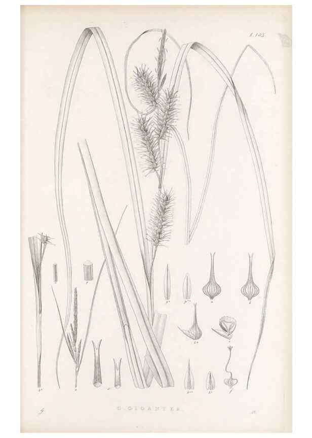 Reproducción/Reproduction 48682582208: Illustrations of the genus Carex. London :William Pamplin,1858-1867.. 