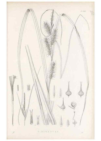Reproducción/Reproduction 48682582208: Illustrations of the genus Carex. London :William Pamplin,1858-1867.. 