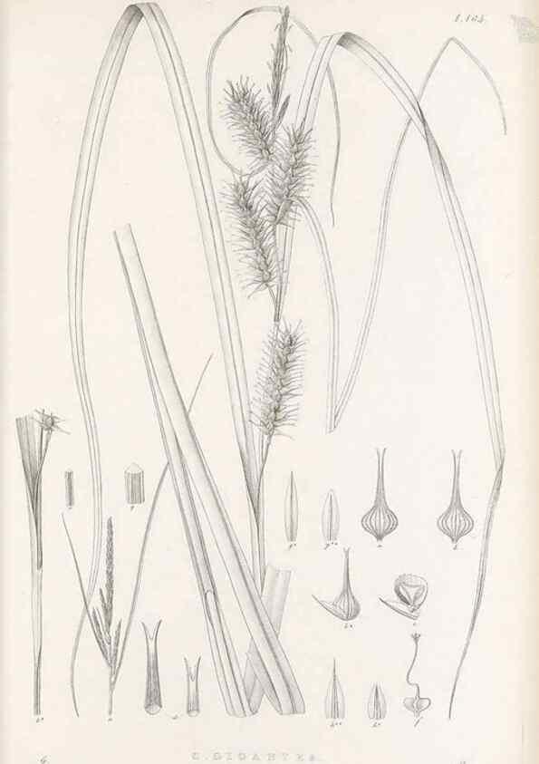 Reproducción/Reproduction 48682582208: Illustrations of the genus Carex. London :William Pamplin,1858-1867.. 