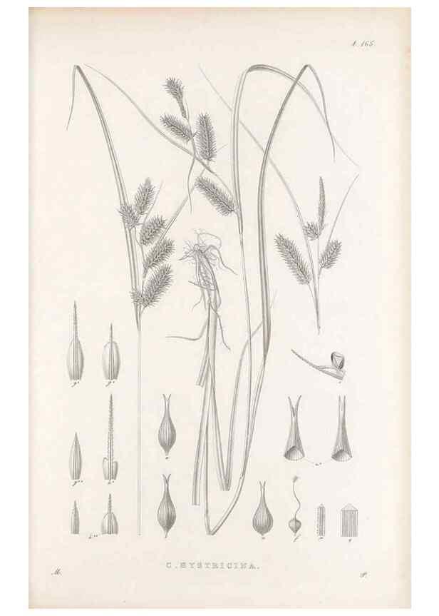 Reproducción/Reproduction 48683097592: Illustrations of the genus Carex. London :William Pamplin,1858-1867.. 