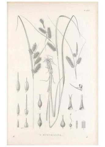 Reproducción/Reproduction 48683097592: Illustrations of the genus Carex. London :William Pamplin,1858-1867.. 