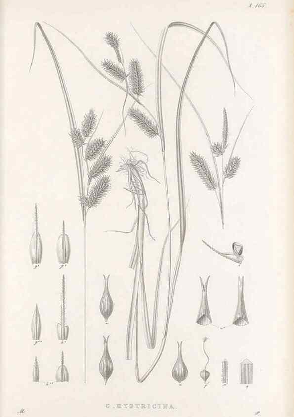 Reproducción/Reproduction 48683097592: Illustrations of the genus Carex. London :William Pamplin,1858-1867.. 