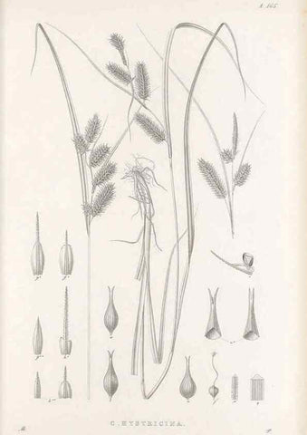 Reproducción/Reproduction 48683097592: Illustrations of the genus Carex. London :William Pamplin,1858-1867.. 