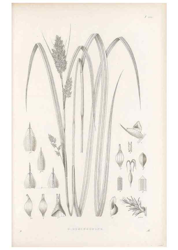 Reproducción/Reproduction 48682923726: Illustrations of the genus Carex. London :William Pamplin,1858-1867.. 
