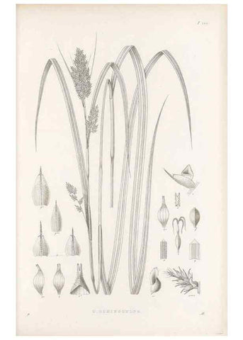 Reproducción/Reproduction 48682923726: Illustrations of the genus Carex. London :William Pamplin,1858-1867.. 