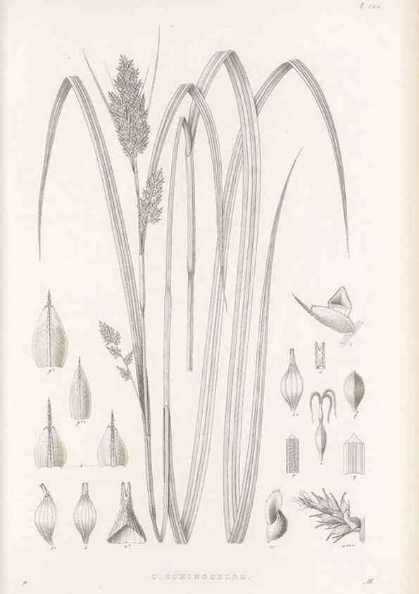 Reproducción/Reproduction 48682923726: Illustrations of the genus Carex. London :William Pamplin,1858-1867.. 