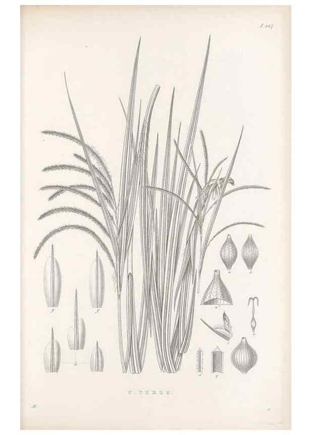 Reproducción/Reproduction 48682583413: Illustrations of the genus Carex. London :William Pamplin,1858-1867.. 
