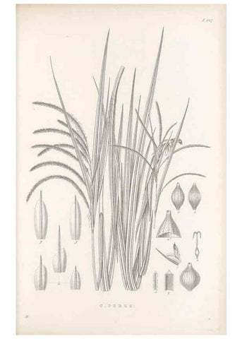 Reproducción/Reproduction 48682583413: Illustrations of the genus Carex. London :William Pamplin,1858-1867.. 