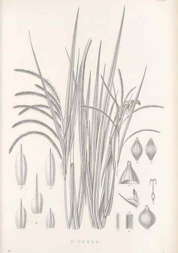 Reproducción/Reproduction 48682583413: Illustrations of the genus Carex. London :William Pamplin,1858-1867.. 