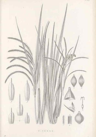 Reproducción/Reproduction 48682583413: Illustrations of the genus Carex. London :William Pamplin,1858-1867.. 