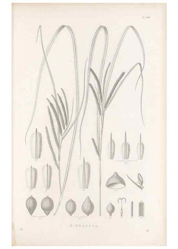 Reproducción/Reproduction 48682583718: Illustrations of the genus Carex. London :William Pamplin,1858-1867.. 