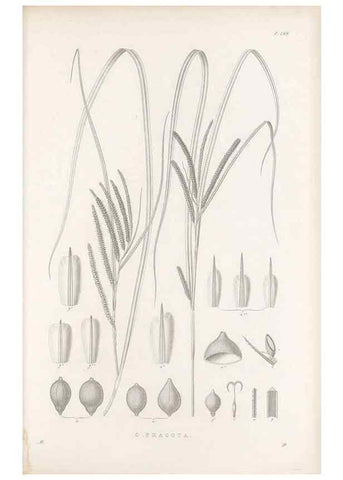 Reproducción/Reproduction 48682583718: Illustrations of the genus Carex. London :William Pamplin,1858-1867.. 