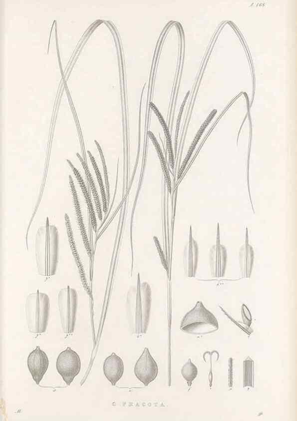 Reproducción/Reproduction 48682583718: Illustrations of the genus Carex. London :William Pamplin,1858-1867.. 