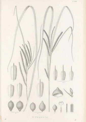Reproducción/Reproduction 48682583718: Illustrations of the genus Carex. London :William Pamplin,1858-1867.. 