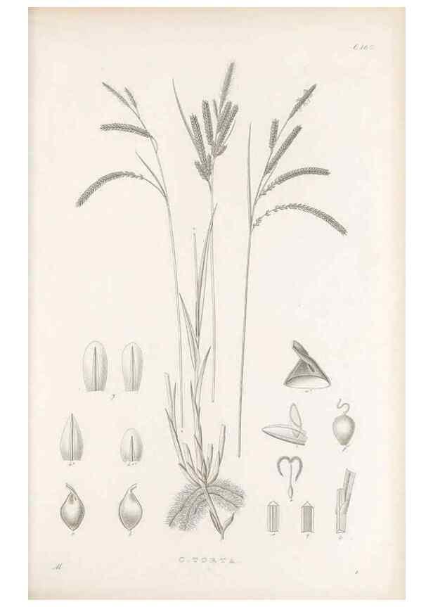 Reproducción/Reproduction 48682924801: Illustrations of the genus Carex. London :William Pamplin,1858-1867.. 