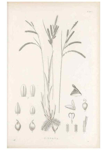 Reproducción/Reproduction 48682924801: Illustrations of the genus Carex. London :William Pamplin,1858-1867.. 
