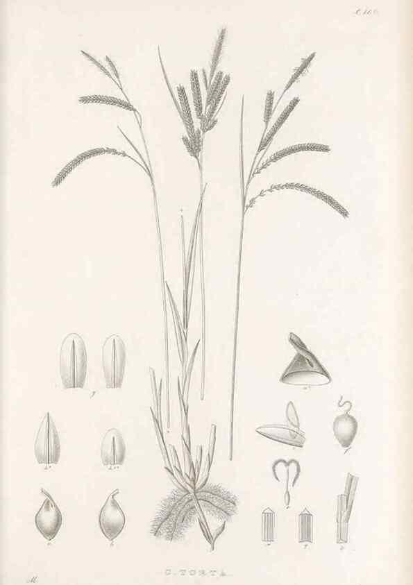 Reproducción/Reproduction 48682924801: Illustrations of the genus Carex. London :William Pamplin,1858-1867.. 