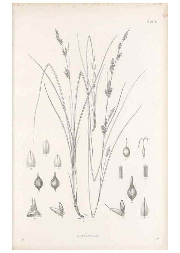 Reproducción/Reproduction 48682578118: Illustrations of the genus Carex. London :William Pamplin,1858-1867.. 