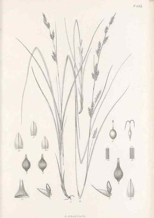 Reproducción/Reproduction 48682578118: Illustrations of the genus Carex. London :William Pamplin,1858-1867.. 