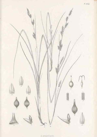 Reproducción/Reproduction 48682578118: Illustrations of the genus Carex. London :William Pamplin,1858-1867.. 