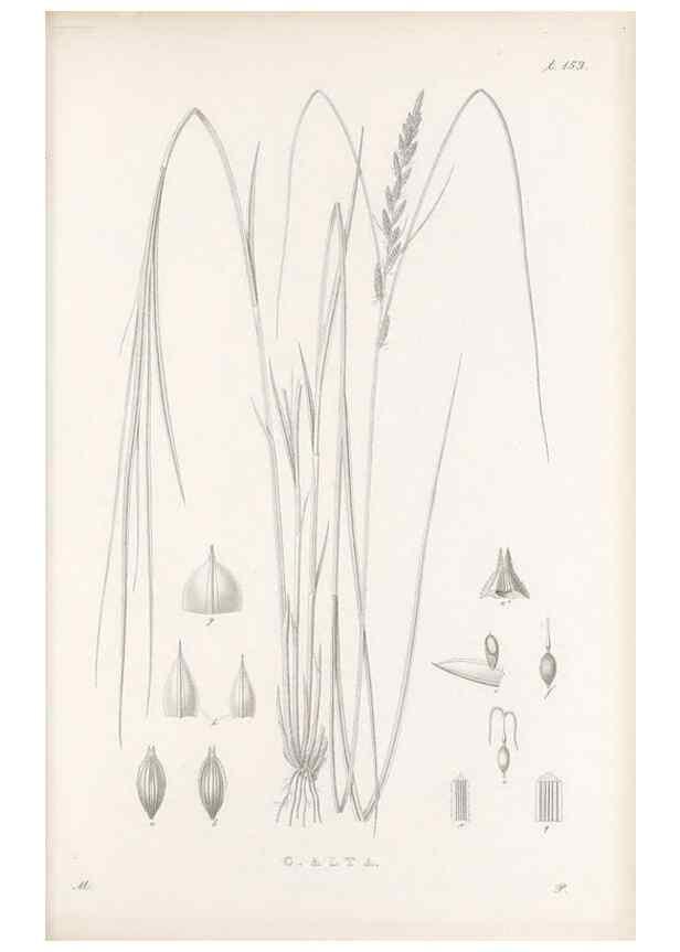 Reproducción/Reproduction 48682577858: Illustrations of the genus Carex. London :William Pamplin,1858-1867.. 