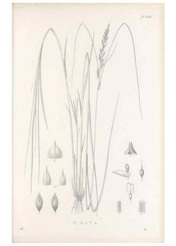 Reproducción/Reproduction 48682577858: Illustrations of the genus Carex. London :William Pamplin,1858-1867.. 