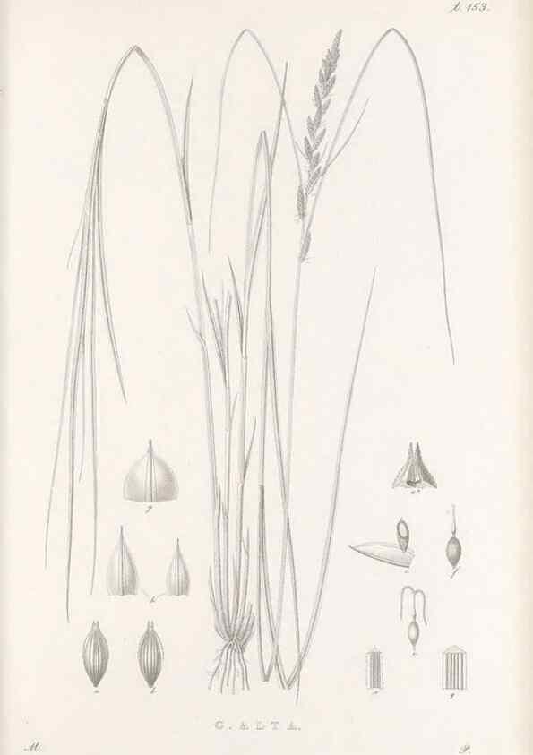 Reproducción/Reproduction 48682577858: Illustrations of the genus Carex. London :William Pamplin,1858-1867.. 