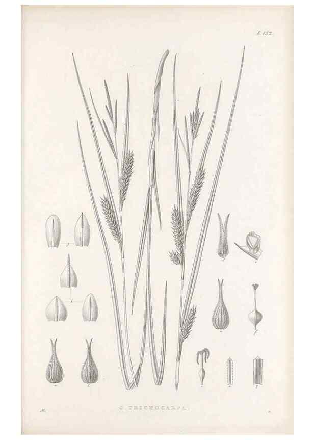 Reproducción/Reproduction 48683092767: Illustrations of the genus Carex. London :William Pamplin,1858-1867.. 