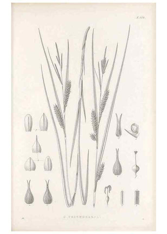 Reproducción/Reproduction 48683092767: Illustrations of the genus Carex. London :William Pamplin,1858-1867.. 