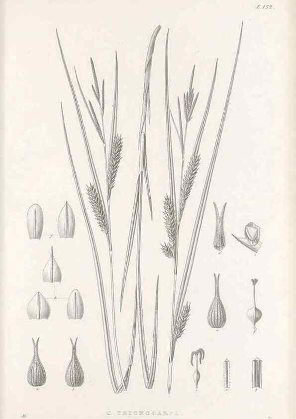 Reproducción/Reproduction 48683092767: Illustrations of the genus Carex. London :William Pamplin,1858-1867.. 