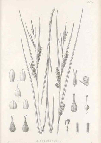 Reproducción/Reproduction 48683092767: Illustrations of the genus Carex. London :William Pamplin,1858-1867.. 