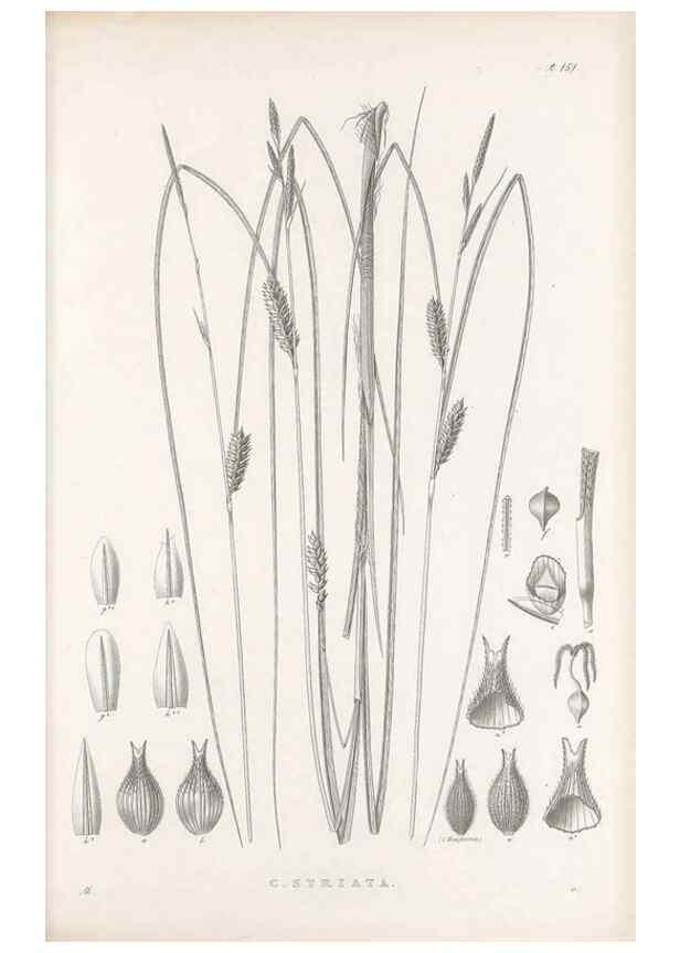 Reproducción/Reproduction 48682917801: Illustrations of the genus Carex. London :William Pamplin,1858-1867.. 