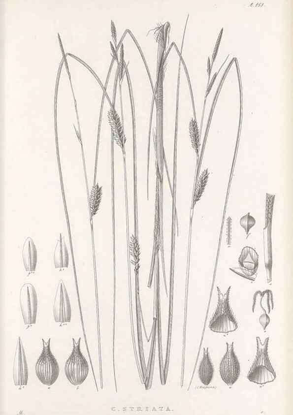 Reproducción/Reproduction 48682917801: Illustrations of the genus Carex. London :William Pamplin,1858-1867.. 