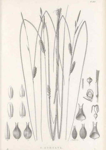 Reproducción/Reproduction 48682917801: Illustrations of the genus Carex. London :William Pamplin,1858-1867.. 