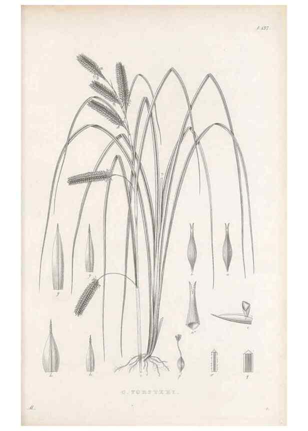 Reproducción/Reproduction 48682571543: Illustrations of the genus Carex. London :William Pamplin,1858-1867.. 