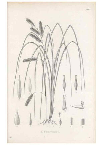 Reproducción/Reproduction 48682571543: Illustrations of the genus Carex. London :William Pamplin,1858-1867.. 