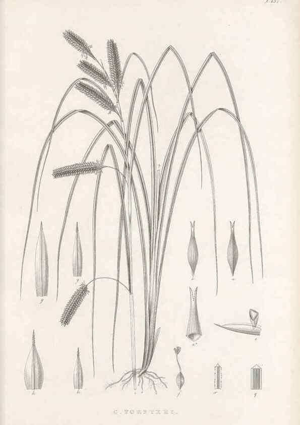 Reproducción/Reproduction 48682571543: Illustrations of the genus Carex. London :William Pamplin,1858-1867.. 