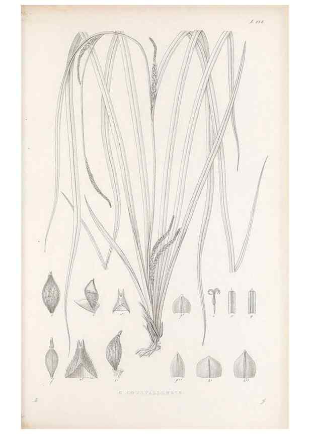 Reproducción/Reproduction 48682571858: Illustrations of the genus Carex. London :William Pamplin,1858-1867.. 