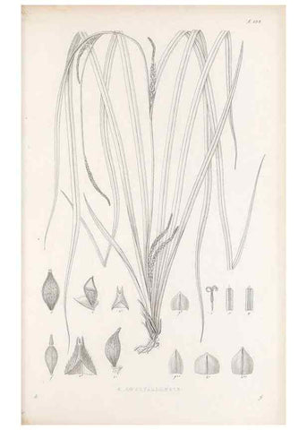 Reproducción/Reproduction 48682571858: Illustrations of the genus Carex. London :William Pamplin,1858-1867.. 
