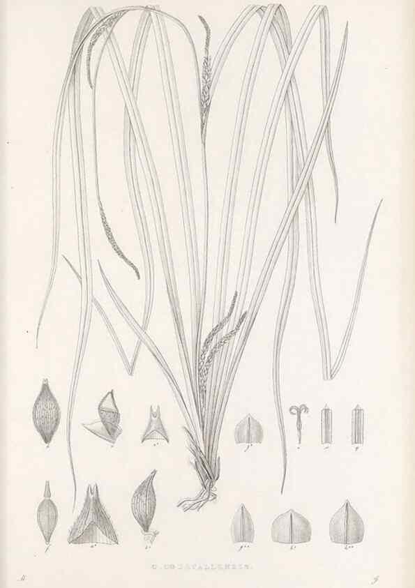 Reproducción/Reproduction 48682571858: Illustrations of the genus Carex. London :William Pamplin,1858-1867.. 