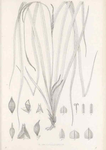 Reproducción/Reproduction 48682571858: Illustrations of the genus Carex. London :William Pamplin,1858-1867.. 