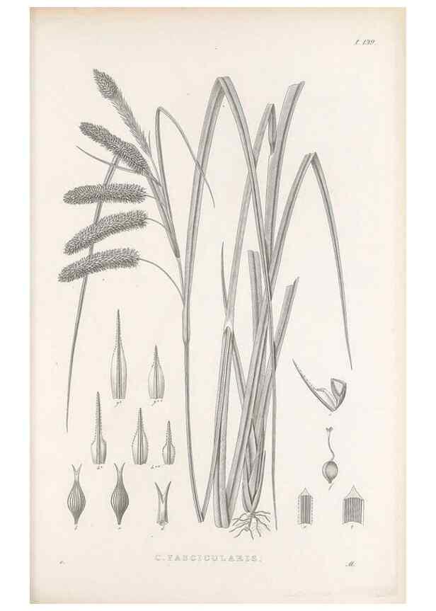 Reproducción/Reproduction 48682912896: Illustrations of the genus Carex. London :William Pamplin,1858-1867.. 