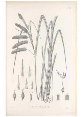Reproducción/Reproduction 48682912896: Illustrations of the genus Carex. London :William Pamplin,1858-1867.. 