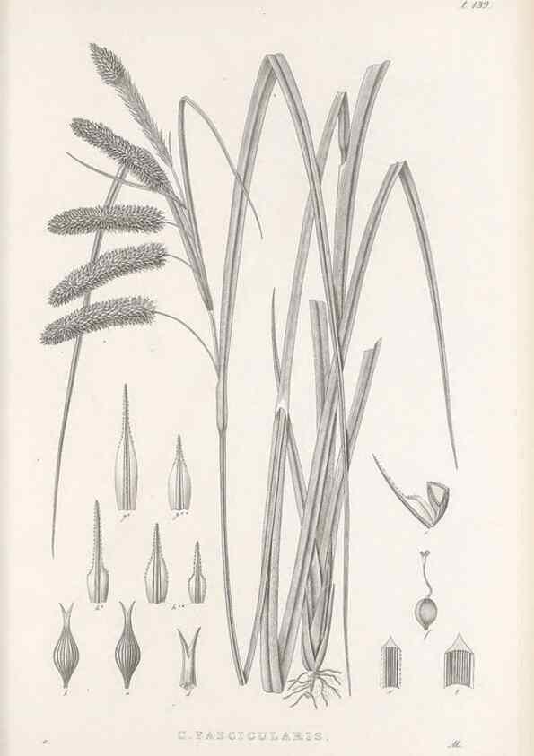 Reproducción/Reproduction 48682912896: Illustrations of the genus Carex. London :William Pamplin,1858-1867.. 