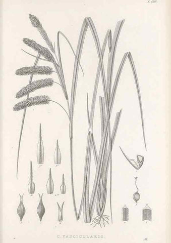 Reproducción/Reproduction 48682912896: Illustrations of the genus Carex. London :William Pamplin,1858-1867.. 